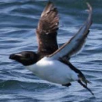 image of bird