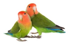 image of lovebird