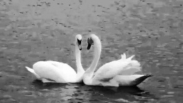 image of swan