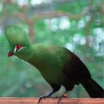 image of bird