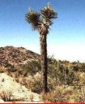 image of joshua_tree