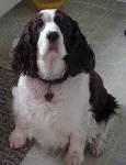 image of welsh_springer_spaniel #21