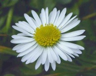 image of flower