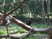 image of guenon