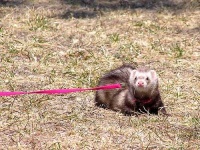 image of black_footed_ferret