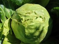 image of damage_to_cabbage_leaves