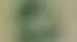 image of char