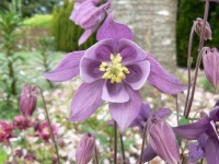 image of flower