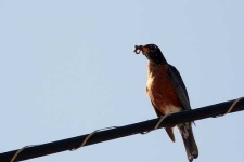 image of robin