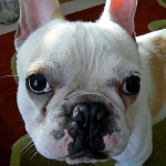 image of french_bulldog #24