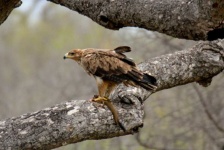 image of animal