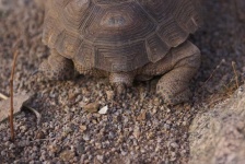 image of animal