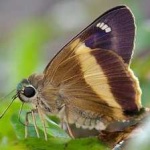 image of banded_butterfly #196