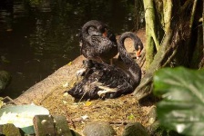 image of black_swan