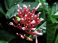 image of tropical_forest