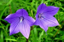 image of balloon_flower #35