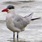 image of bird