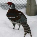 image of bird