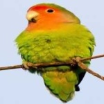 image of bird