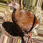 image of bird