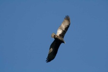 image of animal