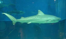 image of tiger_shark