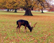 image of animal