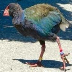 image of bird