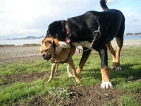 image of greater_swiss_mountain_dog