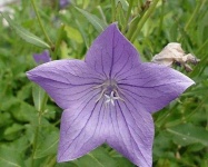 image of balloon_flower #38