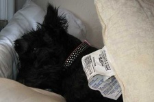 image of scotch_terrier