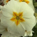 image of flower