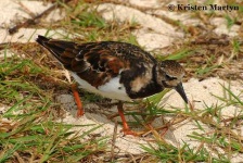 image of ruddy_turnstone