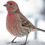 image of bird