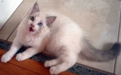 image of animal