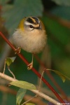 image of brambling