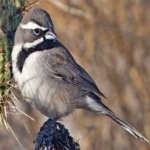 image of bird