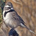 image of black_throated_sparrow #8