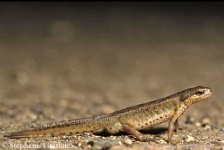 image of common_newt