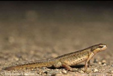 image of common_newt #18