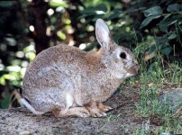 image of wood_rabbit