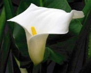 image of giant_white_arum_lily #6