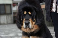 image of tibetan_mastiff