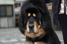 image of tibetan_mastiff #6