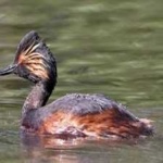 image of bird