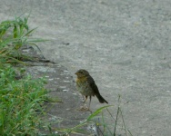 image of animal