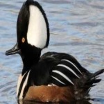 image of bird