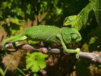 image of african_chameleon