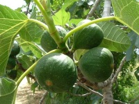 image of fig