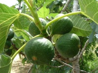 image of fig #30